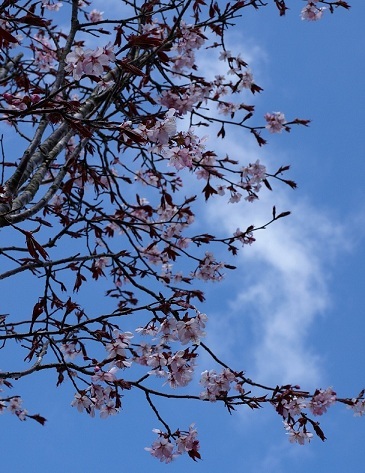 青空の中の桜.JPG